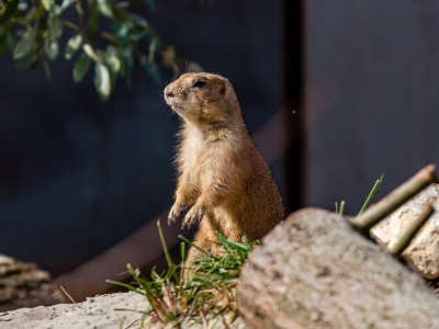 Black-tailed prairie dog - De Zonnegloed - Animal park - Animal refuge centre 